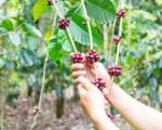 coffee plantation harvest — financial news