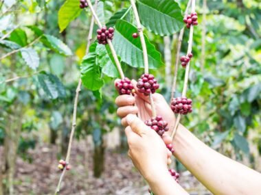 coffee plantation harvest — financial news