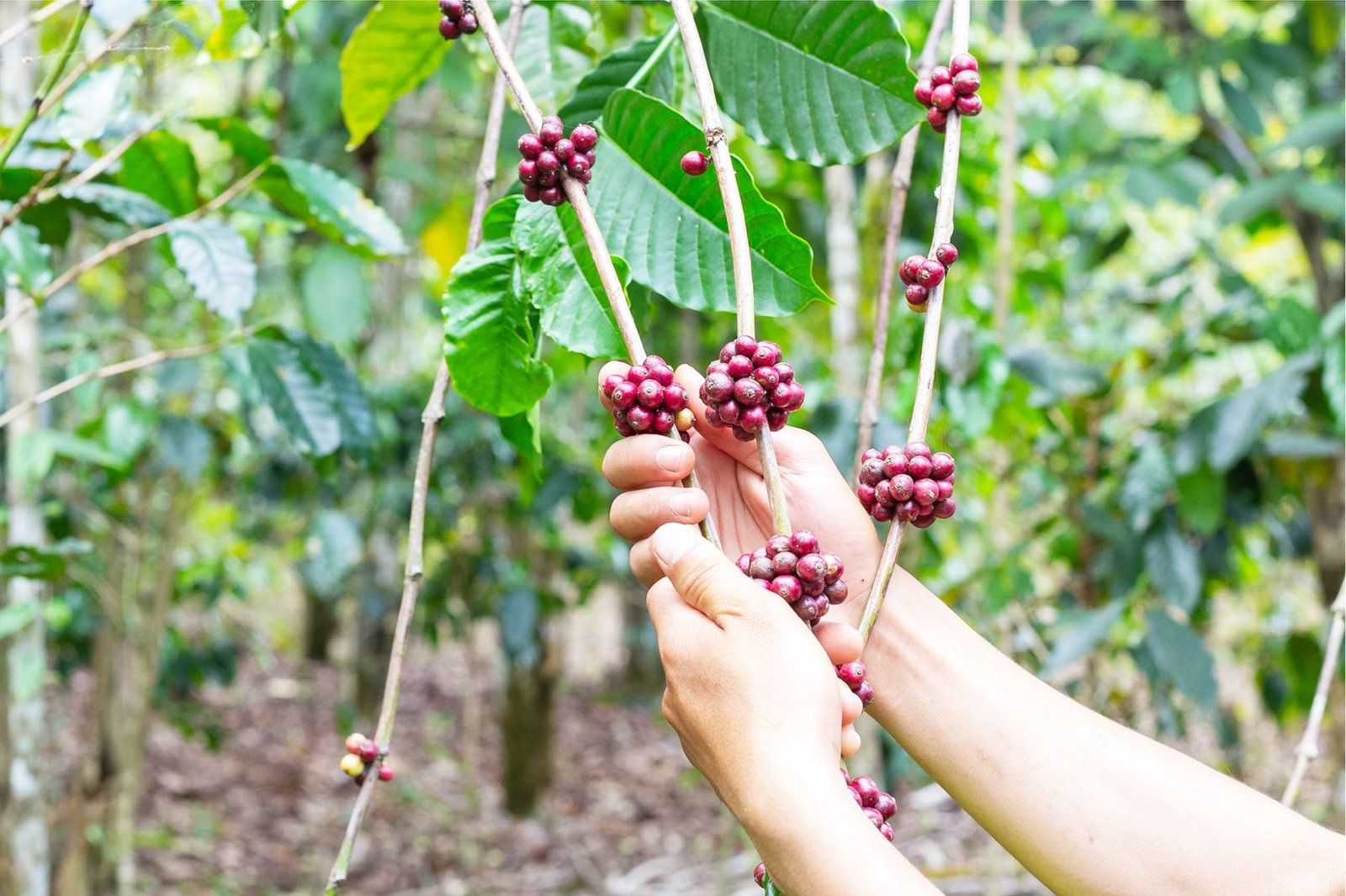 coffee plantation harvest — financial news