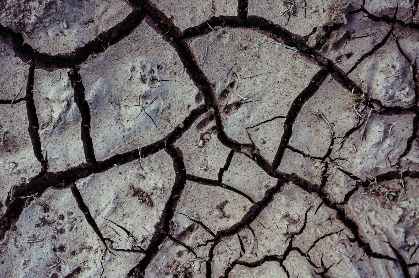 drought cracked earth farmland — financial news