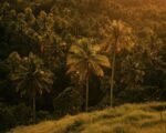 tropical forest philippines — financial news