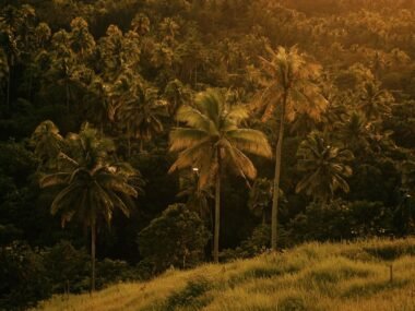tropical forest philippines — financial news
