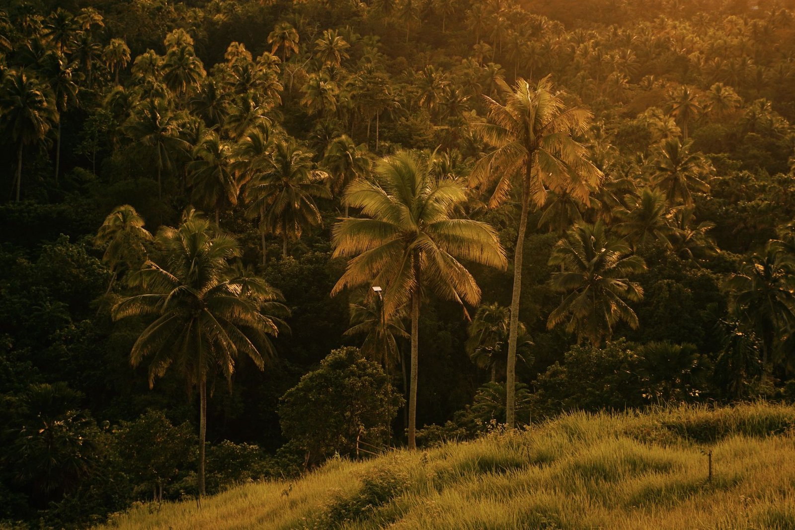 tropical forest philippines — financial news