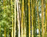 bamboo forest plantation — financial news