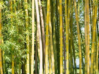 bamboo forest plantation — financial news