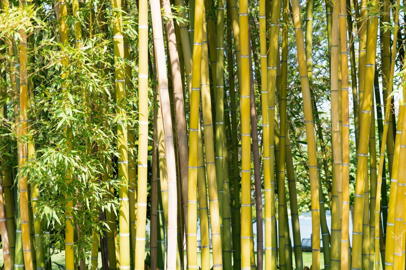 bamboo forest plantation — financial news