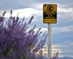 natural gas pipeline — financial news