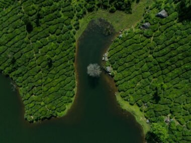 india tea plantation — financial news