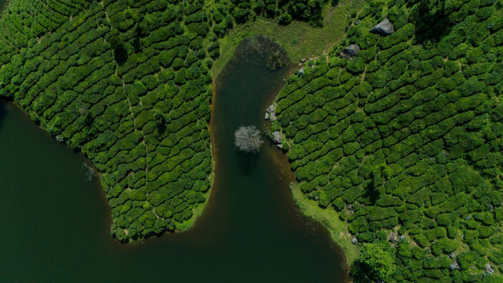 india tea plantation — financial news